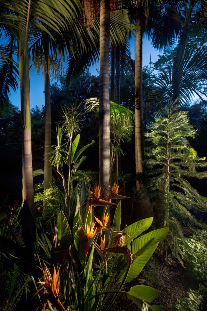 Wendy's Secret Garden Arkies Bangalow Palms and Wollemi Pine