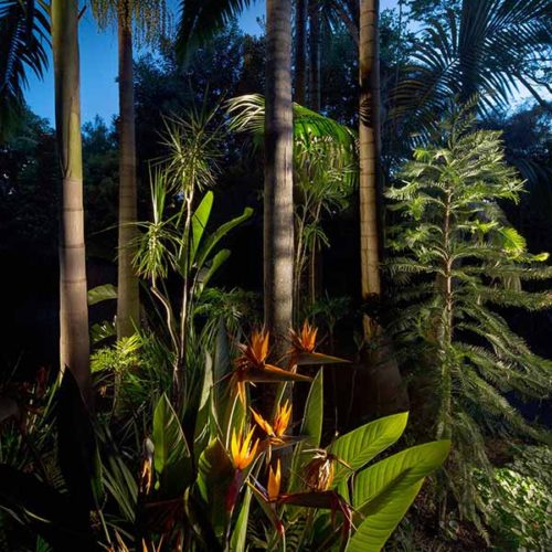 Wendy's Secret Garden Arkies Bangalow Palms and Wollemi Pine