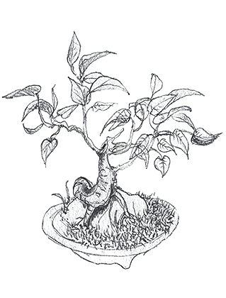 Wendy's Bonsai Sketch